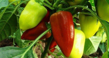 Seznam nejlepších paprik pro rok 2022 a jak si vybrat, pro a proti